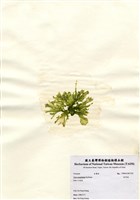 藏品(牡丹菜)的圖片
